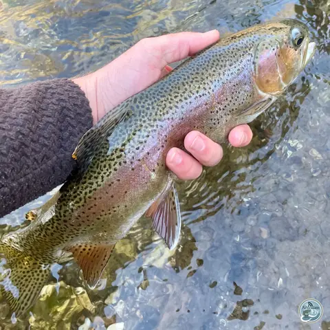 S6, Ep 21: Central Pennsylvania Fishing Report with TCO Fly Shop