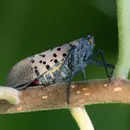 CRISP on the front lines: Invasive Species Emerging in the Catskills