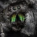 Spiders