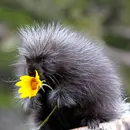 Citizen Science & Porcupines