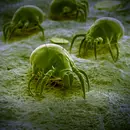 Parasites