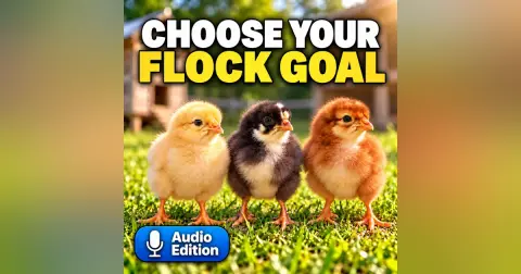 Buying Spring Chicks? Answer This First – Audio Edition