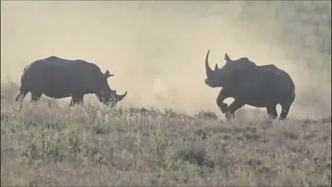 Amazing Rhino Charge Strategy