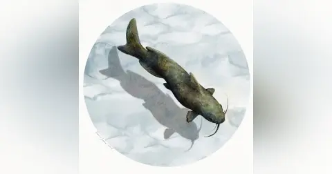 Channel Catfish
