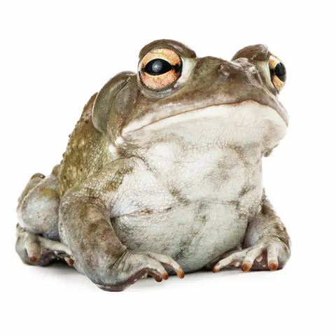 S5E27: Sonoran Toads and the Dirty Business of Ego Death