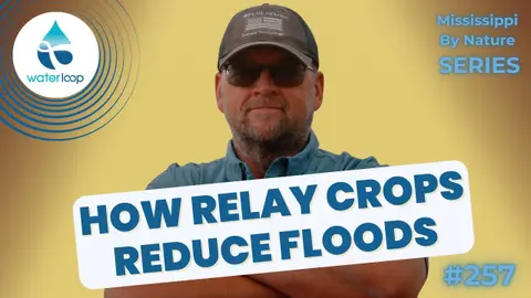 How Relay Crops Reduce Floods And Boost Farm Profits