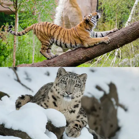 Tigers & Snow Leopards Podcast For Kids
