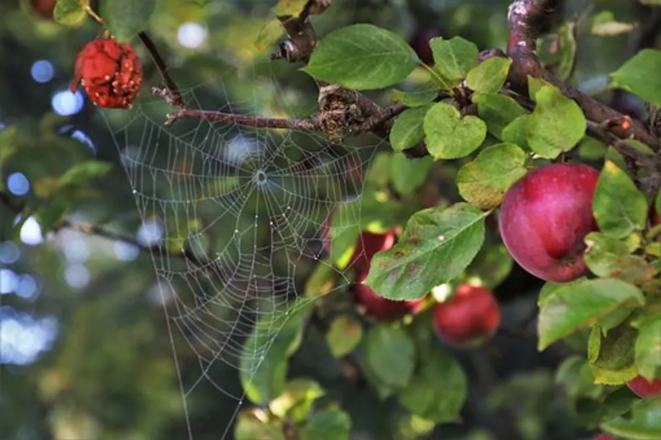 "What happened to God's Beautiful Creation?" Garden pic