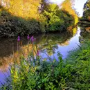 The Uncertainties of Geese