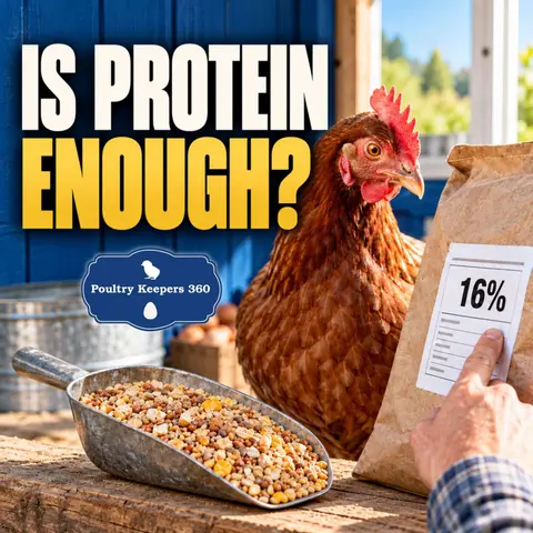 What’s Missing From Your Chicken Feed? Vitamins, Minerals & Energy – Audio Edition