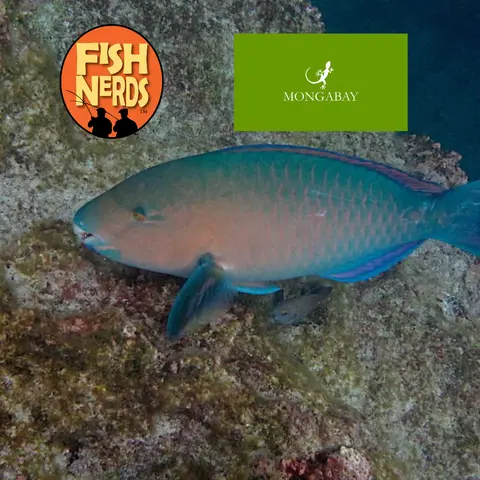 Erik Hoffner Monga Bay and Sex with Clown Fish EP 348