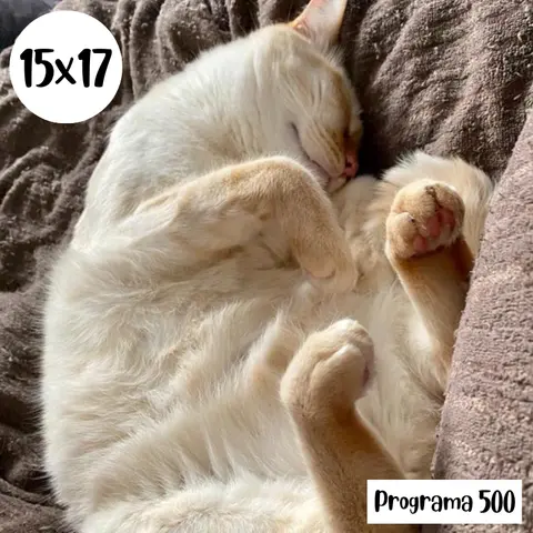 s15e17: Programa 500