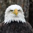 Eagles
