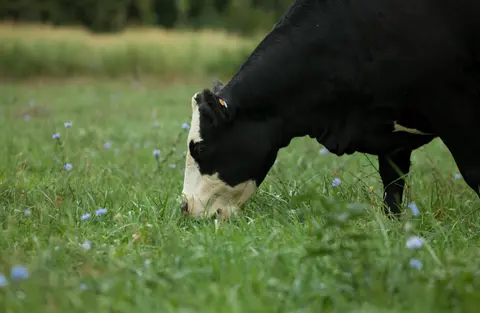 Reproductive Heritability, Bull Selection, Top Tips to Prepare for Fall Weaning, Fall Weaning & Processing