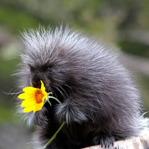 Citizen Science & Porcupines