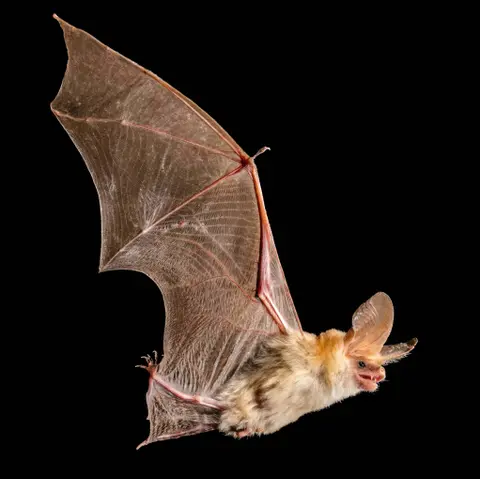 🦇 The state bat, grasshoppers, and us