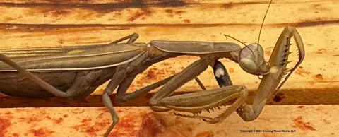 Predators in the Bee Yard: The Mantis