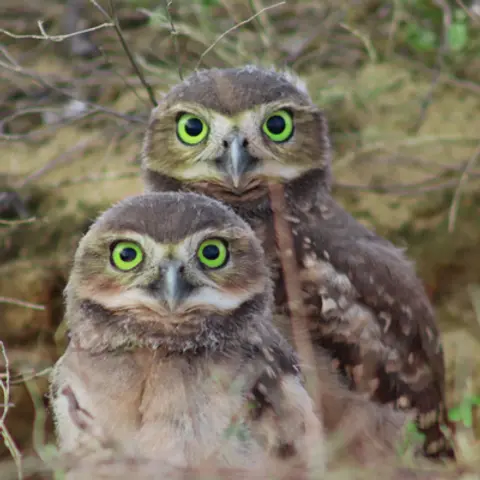 Owls Podcast For Kids