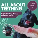 Episode 5: All About Teething!