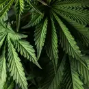 Cannabis Related Emergencies