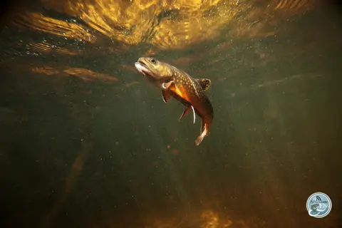 HOW A TROUT SEES: THE RULE OF SIX AND OTHER THINGS