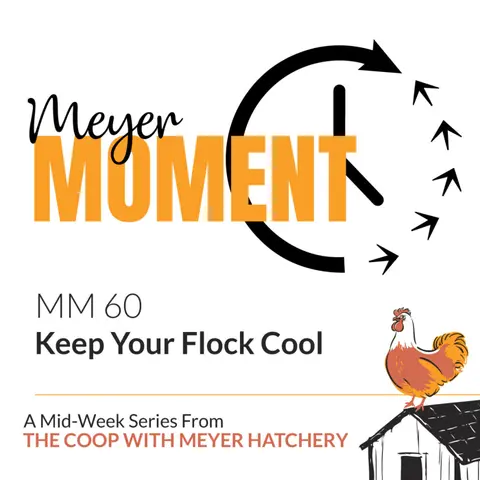 Meyer Moment: Keep Your Flock Cool