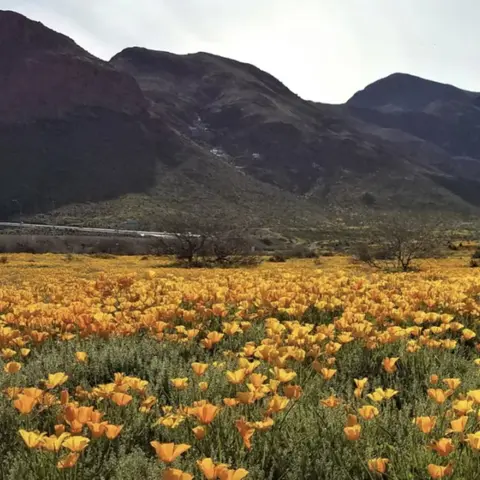 S3E7: Saving the Chihuahuan Desert with Frontera Land Alliance