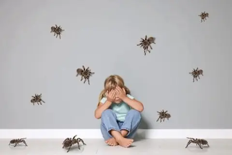 Why Are We Afraid of Spiders?