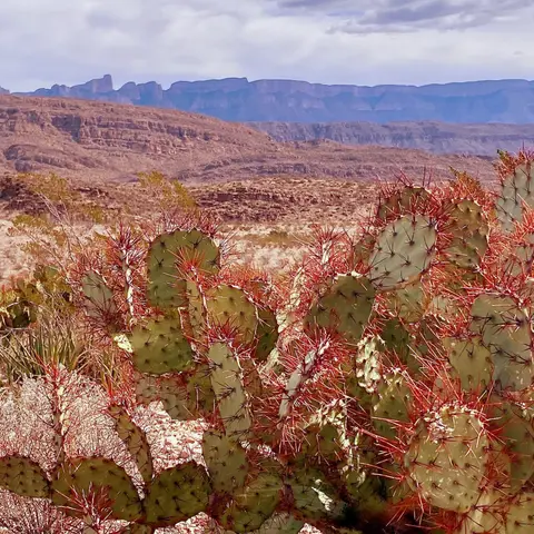S5E34: Chihuahuan Desert 101 with Dr. Kevin Floyd
