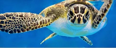 Sharing the Shore: A Vacationer’s Guide to Sea Turtles on Topsail Island