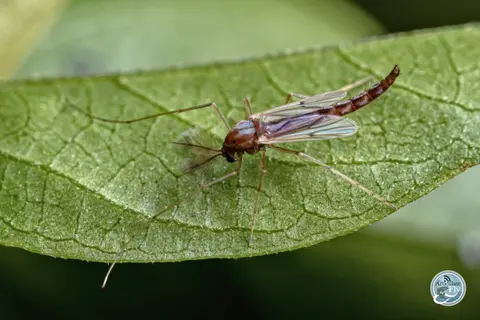 HOW TO FLY FISH: MIDGES (PART II): FISHING THE DRY