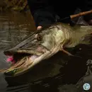 S8, Ep 77: From Smallmouth to Musky: Matt Reilly's Guide to Southwest Virginia's Fall Fishing