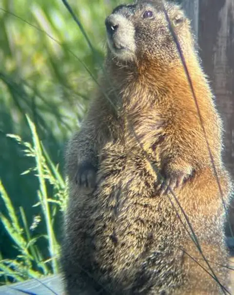 D23 and Fat Marmots