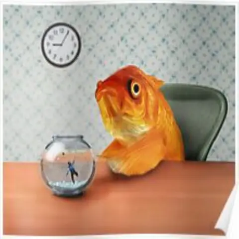 Fish Out Of Water