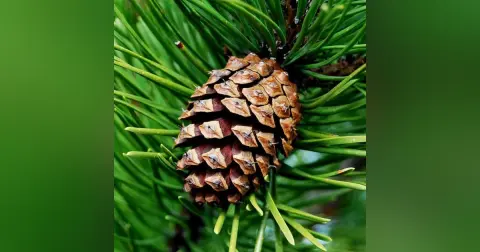 How Many Pinecones are too many?