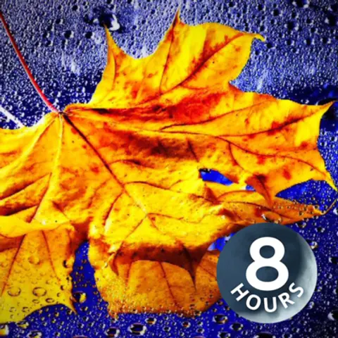Gentle Rain Sounds for Relaxation or Sleep 8 Hours