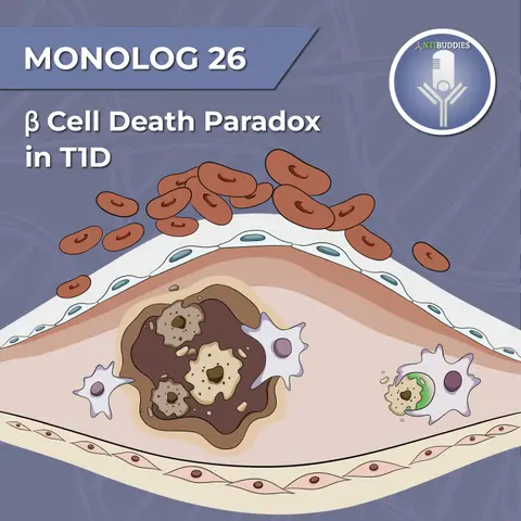 Monolog 26 - Beta cell death paradox in T1D