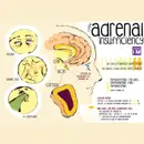 #13 Chronic Adrenal Insufficiency: 5 Pearls segment