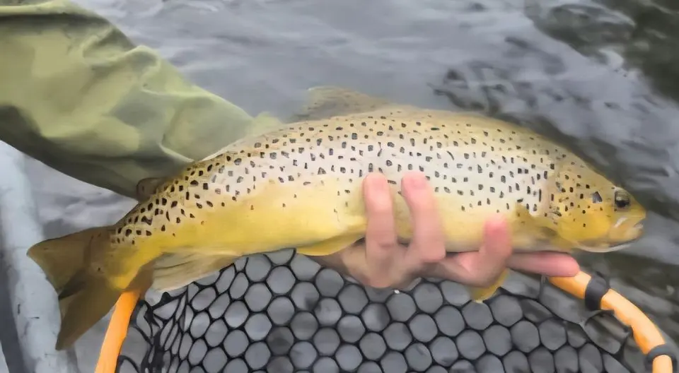 UC 6.jpg Upper Connecticut River Brown Trout