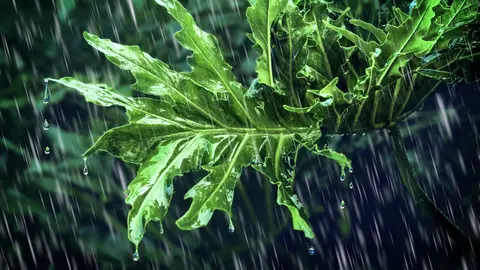 Rain Sounds for Sleeping | Relaxing White Noise