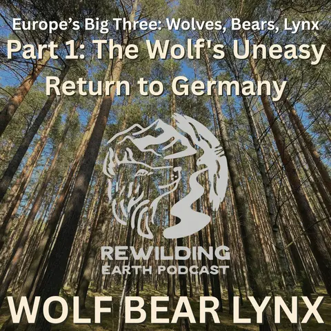 Episode 158: Europe’s Big Three – Wolves, Bears, Lynx. Part 1: The Wolf’s Uneasy Return to Germany