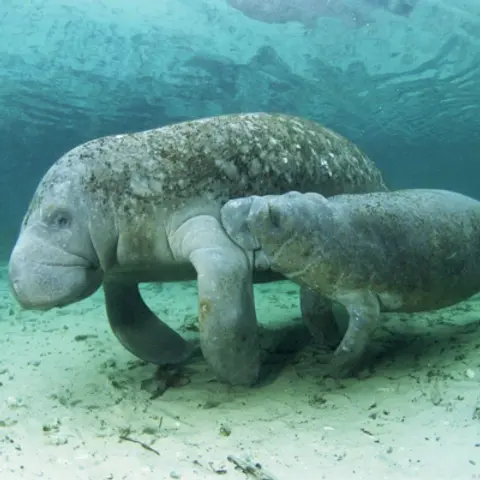 Manatees Podcast For Kids