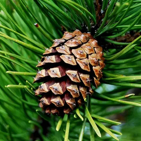 How Many Pinecones are too many?