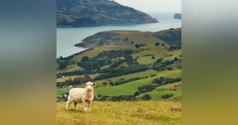 Kiwi Land