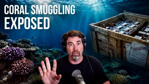 Is Your Aquarium Coral Stolen From a Dying Reef?
