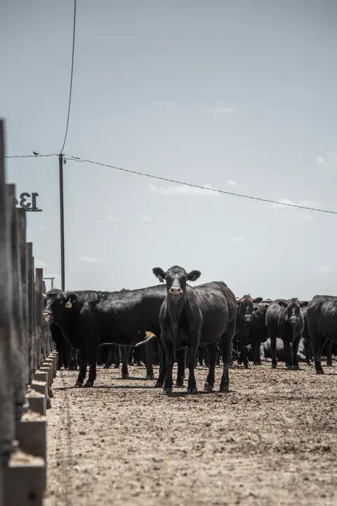 Hy-Plains Conference, Listener Question, Top Tips for New Producers, Invasive Species, Top Traits for Beef Cows, Transition Plan Poll