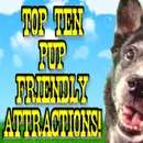 TOP TEN DOG-FRIENDLY ATTRACTIONS USA ! – Dandy Fun House episode 17