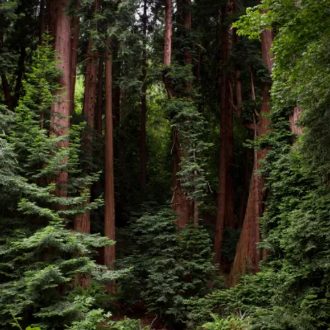 Forests Podcast For Kids