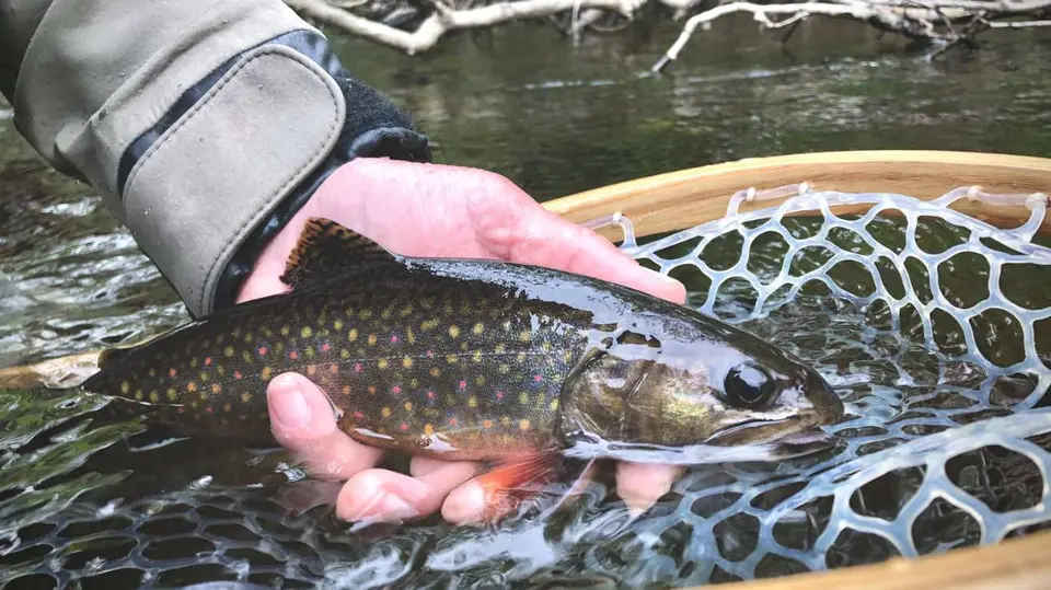 Michigan Brook Trout