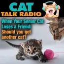 When Your Senior Cat Loses a Friend: Should You Get Another Cat?